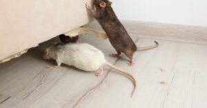 למדו מהם המזיקים הנפוצים ביותר בישראל וכיצד להיפטר מהם ביעילות